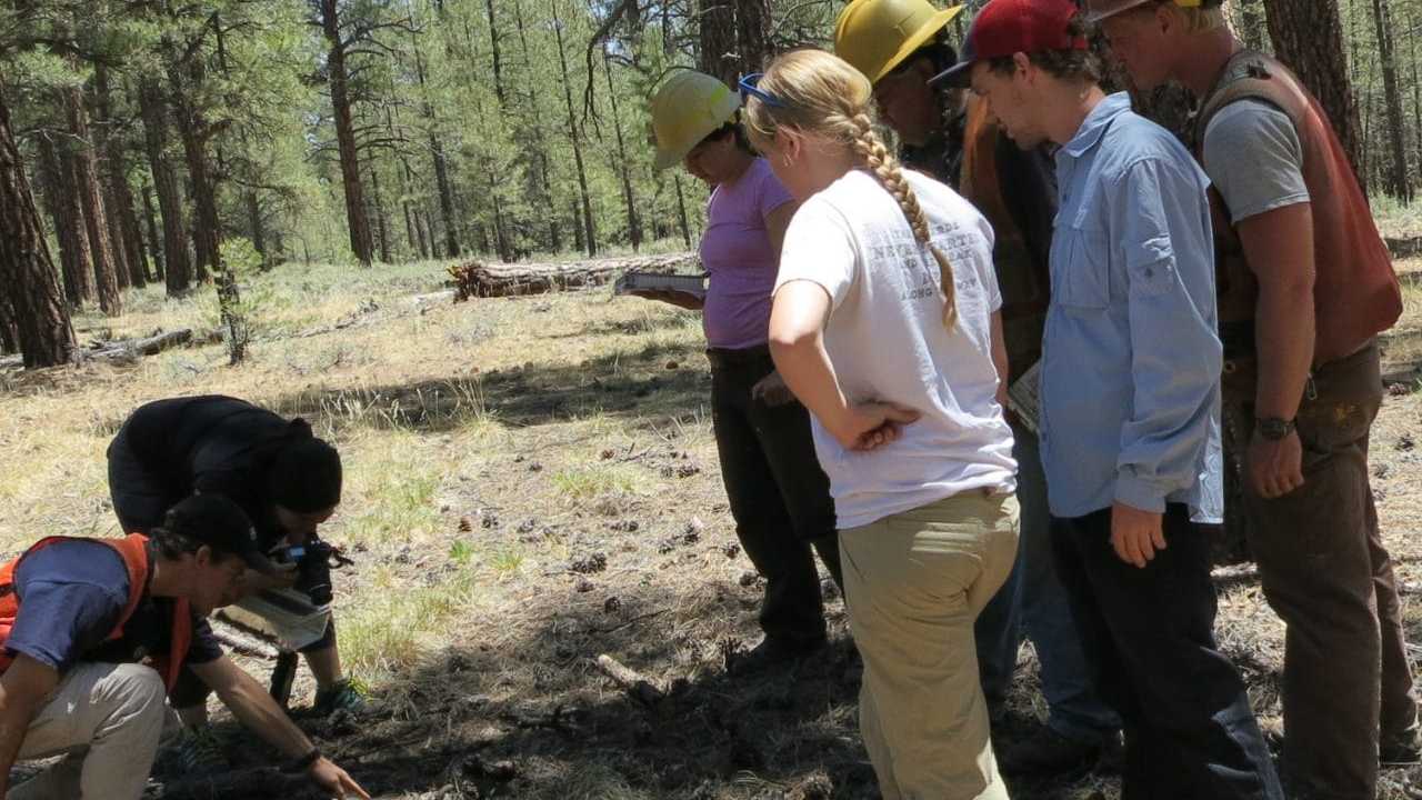 13 Best Forestry Schools In The World 2026 Excelsior Scholarships USA