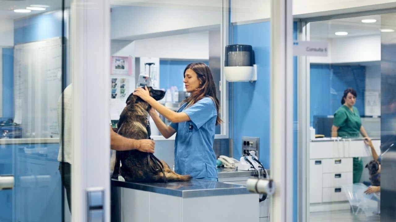 Top Caribbean Veterinary Schools Excelsior Scholarships USA Apply